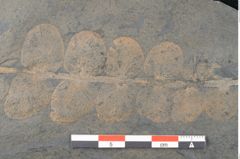 Foto (Detailansicht) von Plantae indet.  (NHMW-GEO-2024-0188-11200)